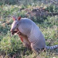 7 little words Armadillos