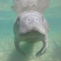 7 little words Manatees