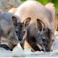 7 little words Wallabies