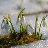 7 little words Snowdrops