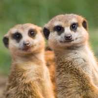 7 little words Meerkats