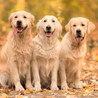 7 little words Retrievers