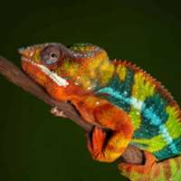 7 little words Chameleons